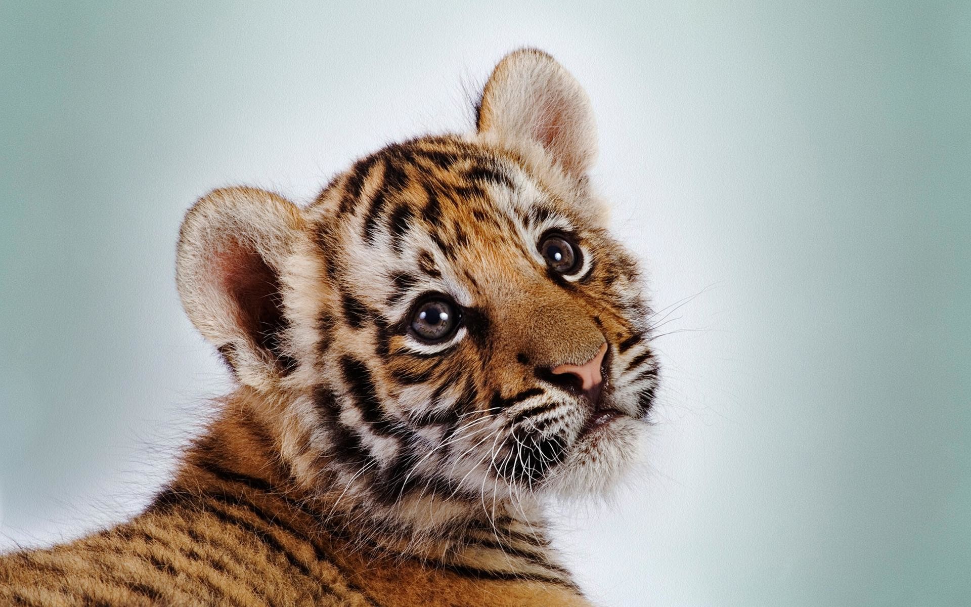 Baby Tiger