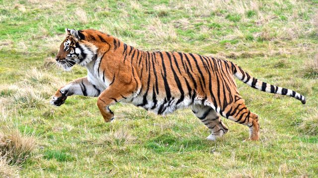 Tiger Running