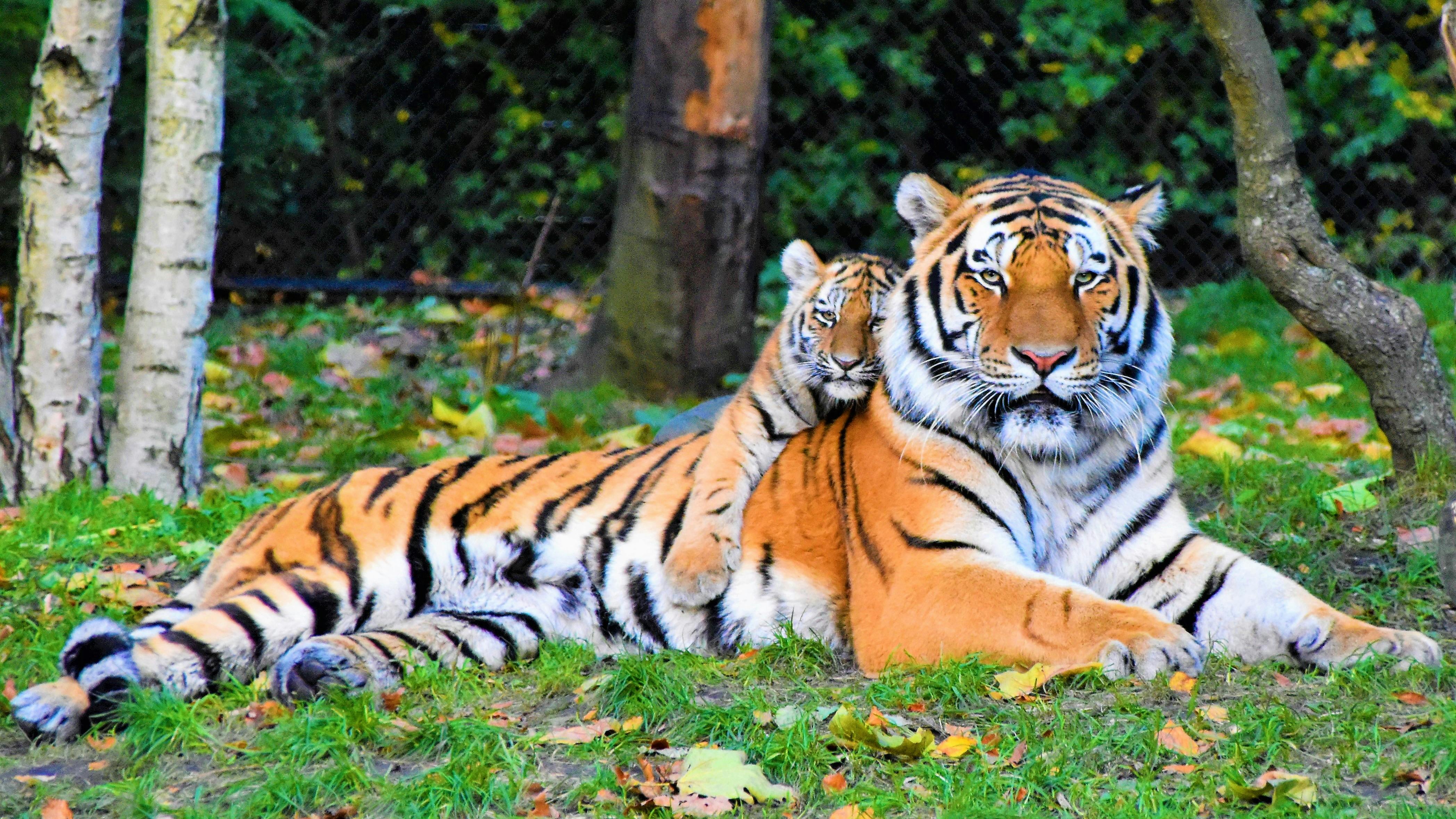 Tiger with Unique Stripes