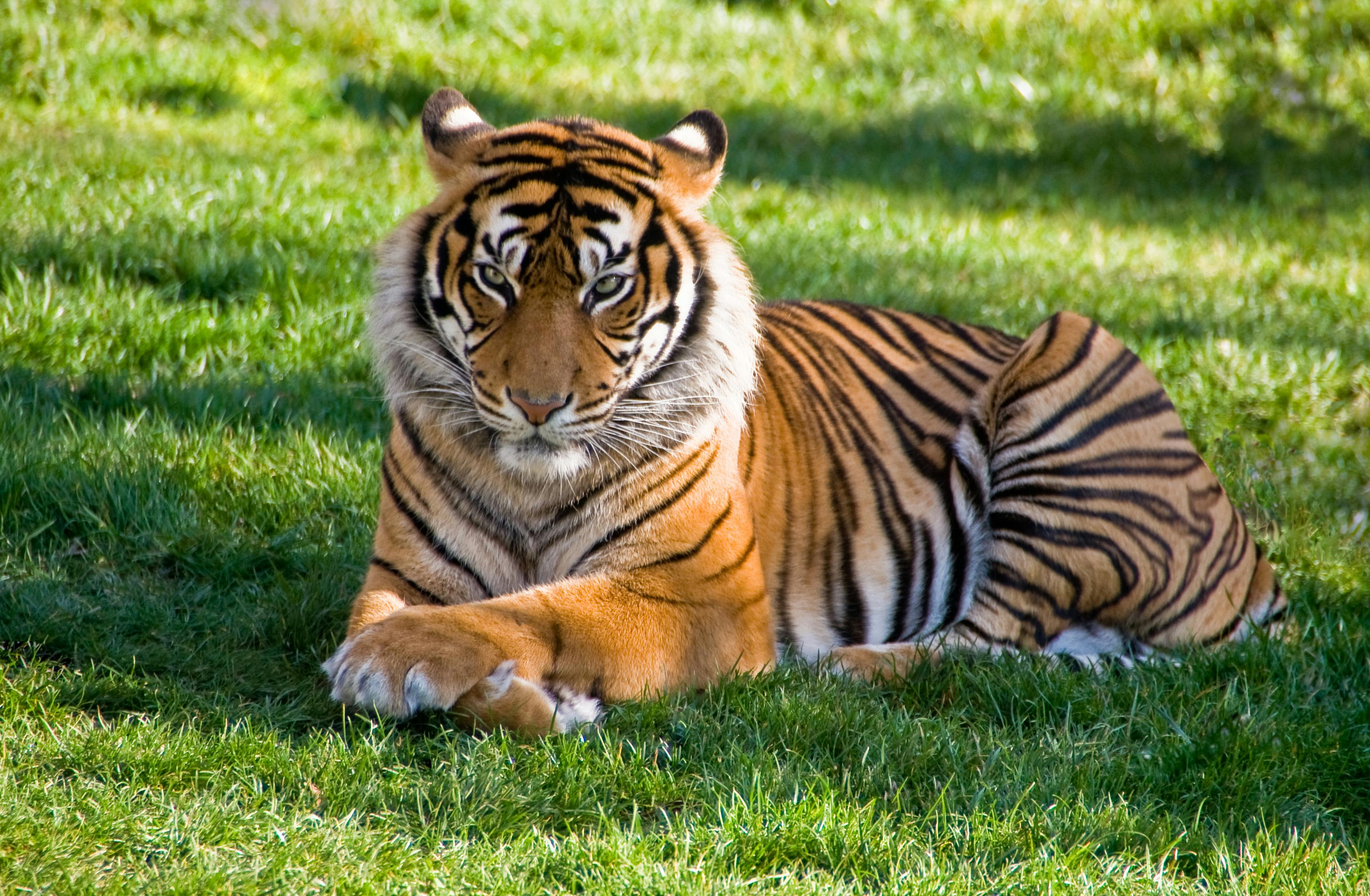 Big Tiger